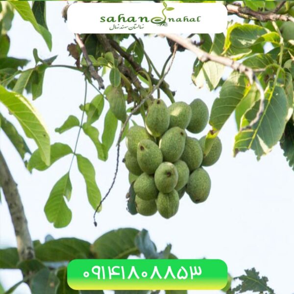خرید نهال گردو اسرائیلی تخم مرغی ژنوتیپ برتر (Egg Israeli walnut seedlings of the superior genotype)