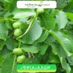خرید نهال گردو ژنوتیپ رویال تیپ 9 (Genotype type 9 walnut seedling)