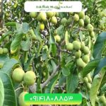 خرید نهال گردو چندلر پیوندی (Grafted Chandler walnut seedlings)