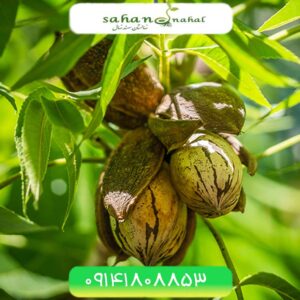 نهال گردو پکان آمریکایی (pecan)