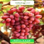 نهال انگور خضری قرمز Red Khezri Grape