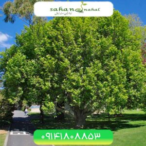 نهال بوندار چنار Platanus