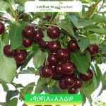 نهال گیلاس آرسینا Arsina cherries