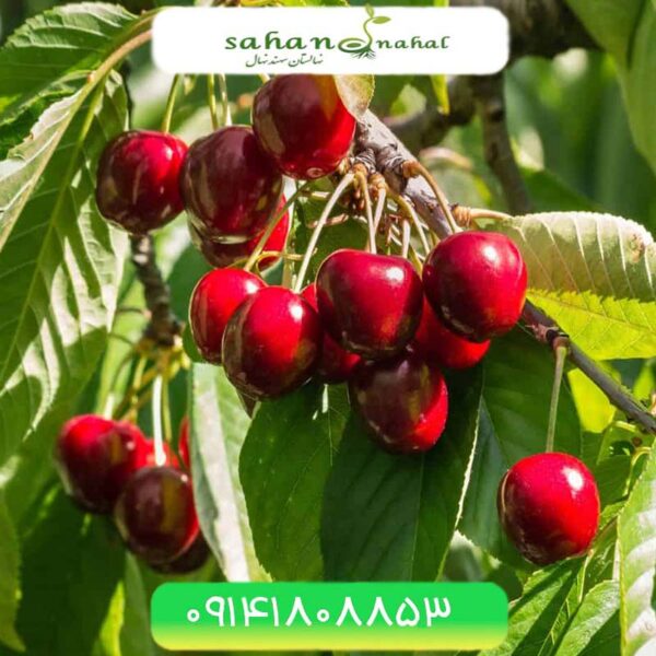 نهال گیلاس دلارکا Dollarka Cherry