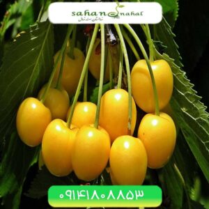 نهال گیلاس زرد ارومیه Urmia yellow cherry