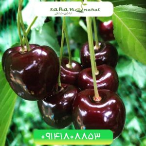 نهال گیلاس سیاه مشهد Mashhad black cherry