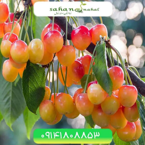 نهال گیلاس صورتی لواسان Lavasan Pink Cherry