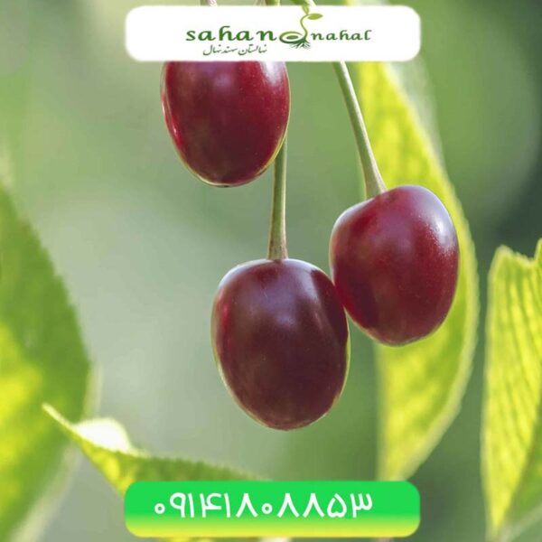 نهال گیلاس چینوک Chinook cherries