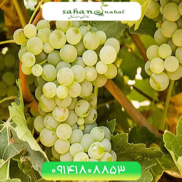 نهال انگور خلیلی Khalili Grapes