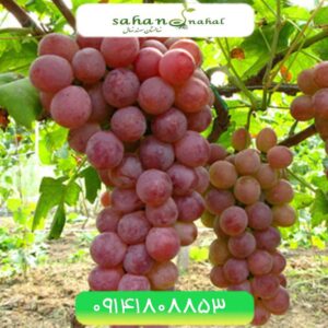 نهال انگور احمدی Ahmadi Grapes