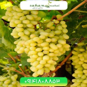 نهال انگور تبرزه قرمز و زرد Tabarzeh Grapes