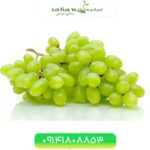 نهال انگور رازقی Razeghi Grapes