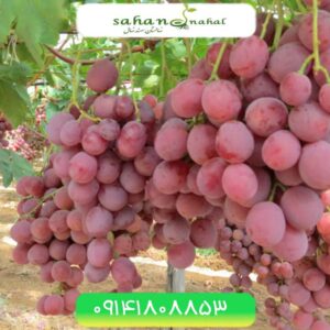 نهال انگور رد گلوب Red Globe Grapes