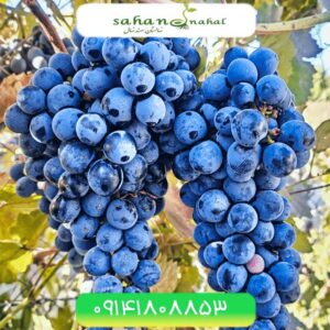 نهال انگور سیاه سردشت Sardasht black Grapes