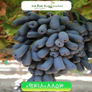 نهال انگور شمشیری Sword Grapes