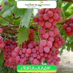 نهال انگور قزل اوزوم Gold Grapes