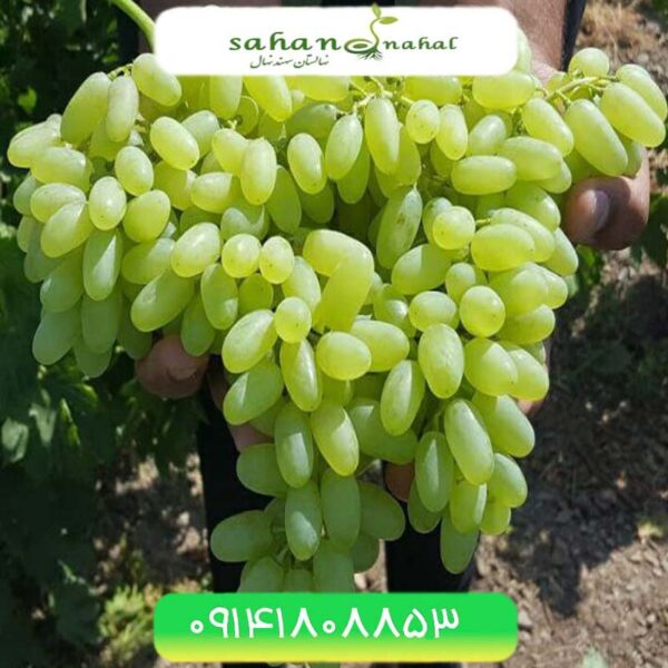 نهال انگور لعل حسینی Lal Hosseini Grapes