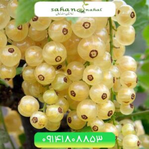 نهال انگور وایت کارنت Whitecurrants