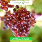 نهال انگور یاقوتی Ruby Grapes