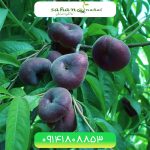 خرید نهال هلو انجیری بلک Black fig peach seedling