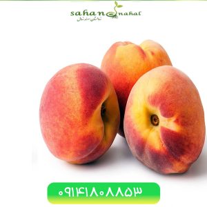 خرید نهال هلو زعفرانی زود رس Early ripening saffron peach seedlings