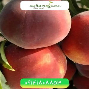 خرید نهال هلو دوبار فرانسه French double peach seedling