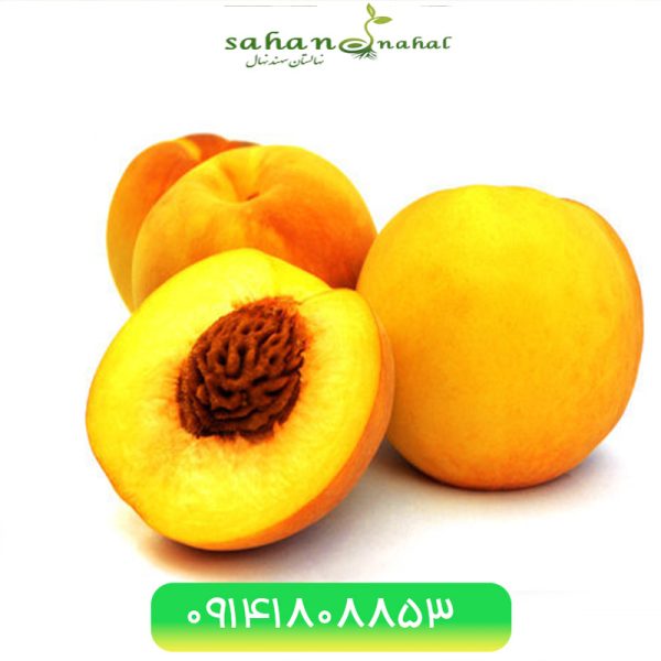 خرید نهال هلو گلدن کوئین Golden Queen peach seedling