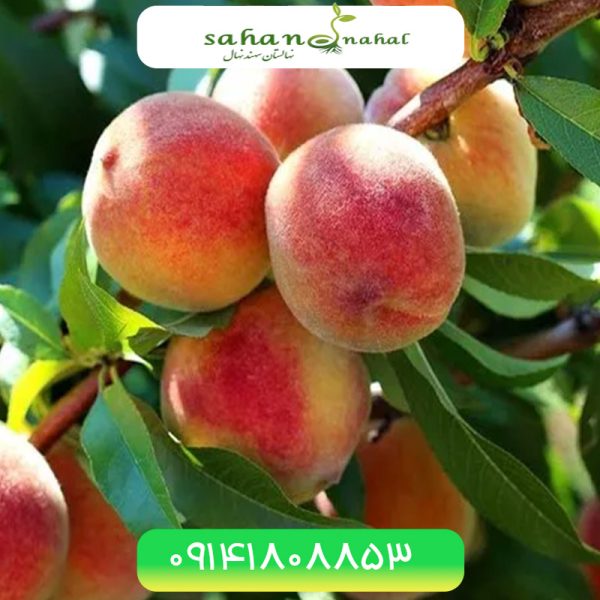 خرید نهال هلو جی اچ هیل JH Hill peach seedling