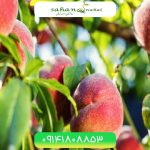خرید نهال هلو کاظمی Kazemi peach seedling