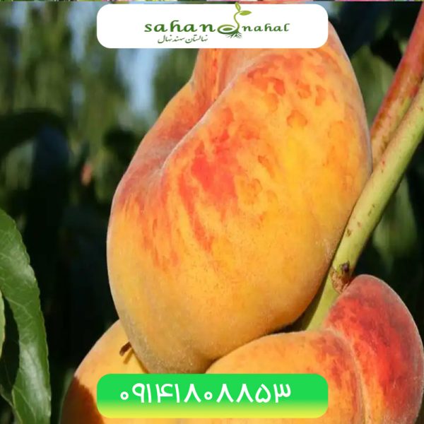 خرید نهال هلو انجیری پلنگی Leopard fig peach seedling