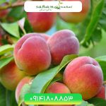 خرید نهال هلو با پایه جی ان رویشی Peach seedling with vegetative genetic base