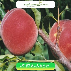 خرید نهال هلو رد استار Red Star peach seedling