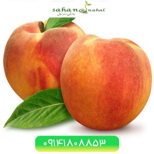 خرید نهال هلو رد تاپ Red top peach seedling