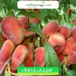 خرید نهال هلو انجیری Seedlings of peaches and figs