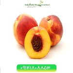 خرید نهال هلو زعفرانی هسته جدا Seedlings of saffron peach with separate core