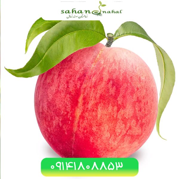 خرید نهال هلو شاستا Shasta peach seedling