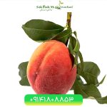 خرید نهال هلو 60 روزه 60 day peach seedling