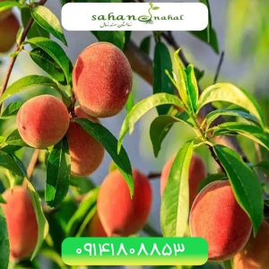 خرید نهال هلو ارلی گلو Early Glu peach seedling