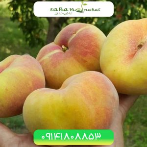 خرید نهال هلو انجیری Saffron fig peach seedling