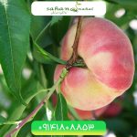 خرید نهال هلو انجیری مالکی Maliki fig peach seedling