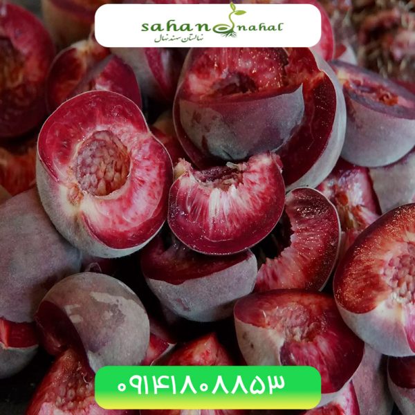 خرید نهال هلو خونی Blood peach seedling