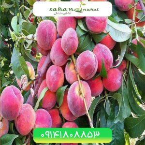 خرید نهال هلو دکسی رد Dexy red peach seedling