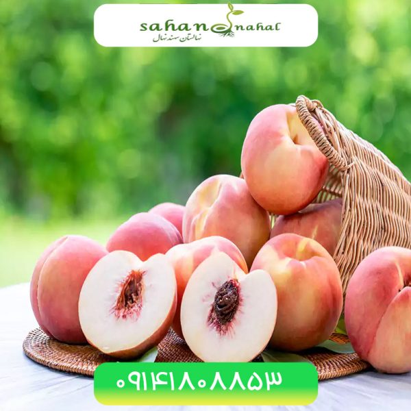 خرید نهال هلو سرخ ابی (هلو سرخابی) Blue red peach seedling