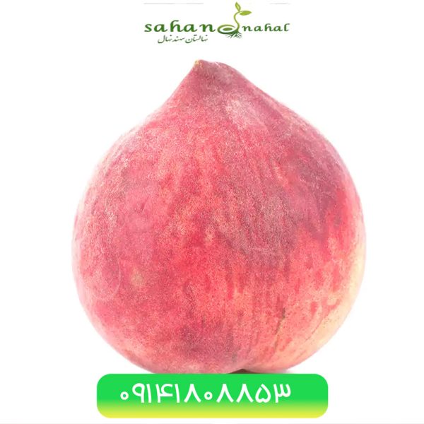 خرید نهال هلو فرانسه پیش رس Pishras French peach seedling