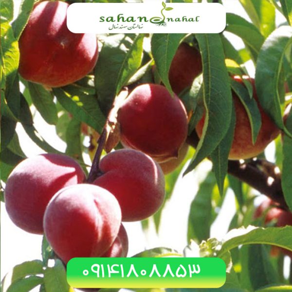 خرید نهال هلو رد هاون Red Haven peach seedling