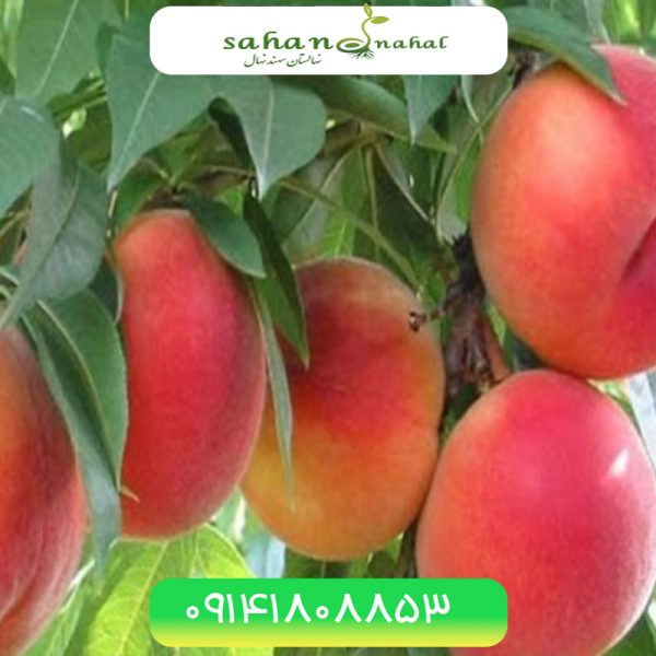 خرید نهال هلو پلاستیکی Plastic peach seedling