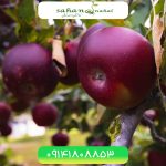 خرید نهال سیب ارکانزاس Arkansas apple seedlings
