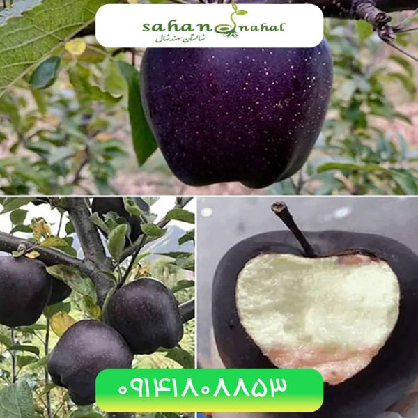 خرید نهال سیب بلک میراکل Black Miracle apple seedling