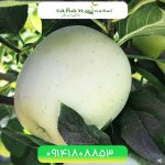 خرید نهال سیب سفید شیشه ای Glass white apple seedling