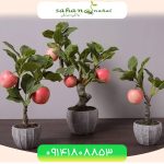 خرید نهال سیب تک شاخ وارداتی Imported unicorn apple seedlings